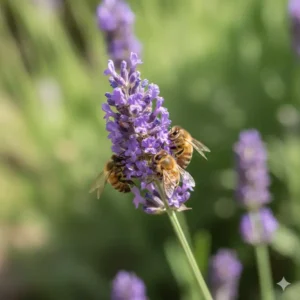 Nahaufnahme von Lavendel (Lavandula), einer beliebten bienenfreundlichen Staude, die lila blüht.