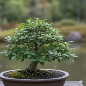 Japanische Gartenpflanzen für Bonsai: Feine Blattstruktur der Chinesischen Ulme (Ulmus parvifolia) für Indoor-Kultur.