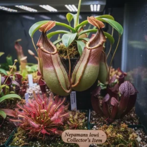 Beleuchtete gartendeko figuren frosch teich mit Solar-Licht