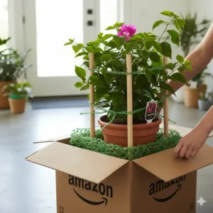 Sichere Verpackung und Versand von exotische kübelpflanzen amazon zur Gewährleistung der Qualität.