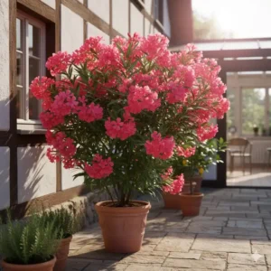 Blühender Oleander (Nerium oleander), der zu den mediterrane gartenpflanzen für deutschland gehört, die hell überwintert werden müssen.
