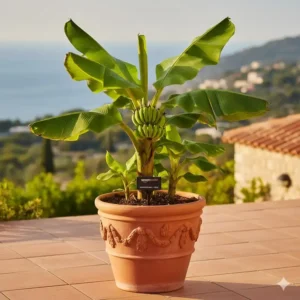 Große Bananenpflanze (Musa) als markante exotische kübelpflanzen amazon Option.