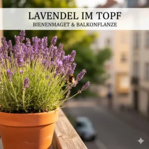 Nahaufnahme von Lavendel, einer der beliebtesten bienenfreundliche balkonpflanzen im topf.