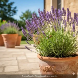 Blühender Lavendel als ideale bienenfreundliche kübelpflanzen für terrasse mit einer Wildbiene.