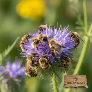 Nahaufnahme einer Pflanze (z.B. Phacelia), die reich an Nektar und Pollen von der bienenfreundliche gartenpflanzen liste ist.