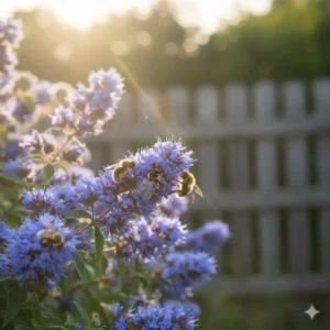 Blaue Bartblumen bieten als bienenfreundliche sträucher für garten spät im Jahr wichtige Nahrung.