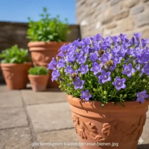 Glockenblumen im Topf bieten Nektar als bienenfreundliche kübelpflanzen für terrasse.