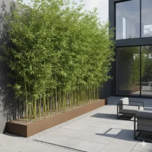 Hohe Bambuspflanzen als natürlicher Sichtschutz und Gartenpflanzen für moderne Gartengestaltung.