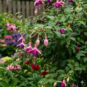 Fuchsien als dekorative blühende pflanzen für halbschatten auf dem Balkon.