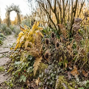 Vögel fressen Samen von verblühten gartenpflanzen für natürliche gärten im herbstlichen Garten.